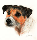 Jack Russell Terrier